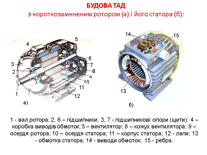 БУДОВА ТАД  з короткозамкненим ротором (а) і його статора (б): 1 - вал